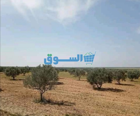 ارض 6 هكتارات