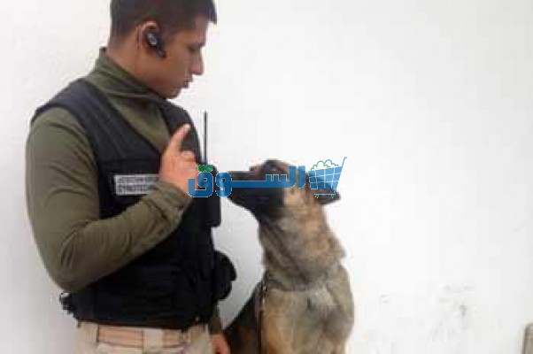 عبر البريد الإلكتروني